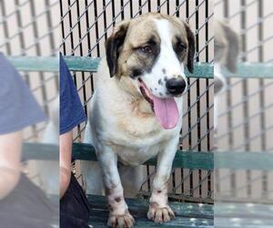 Saint Bernard Dogs for adoption in Palmetto, FL, USA