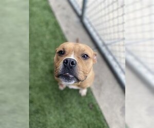 Bullboxer Pit Dogs for adoption in Chula Vista, CA, USA