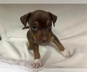 American Pit Bull Terrier Dogs for adoption in HESPERIA, CA, USA