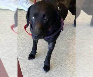 Labrador Retriever-Unknown Mix Dogs for adoption in Plano, TX, USA