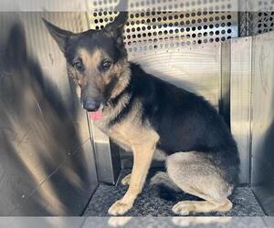German Shepherd Dog-Unknown Mix Dogs for adoption in Grand Prairie, TX, USA