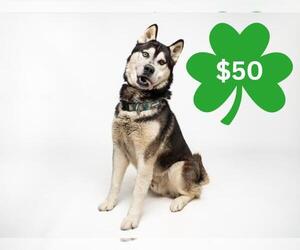 Siberian Husky Dogs for adoption in Santa Cruz, CA, USA