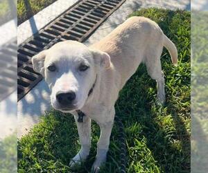 Labrador Retriever Dogs for adoption in Conroe, TX, USA