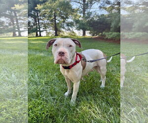 American Staffordshire Terrier-Boxer Mix Dogs for adoption in Arlington, VA, USA