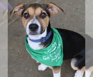 Labrador Retriever-Unknown Mix Dogs for adoption in Washington, DC, USA