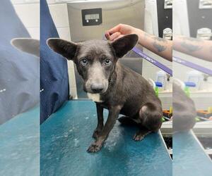 Huskies -Unknown Mix Dogs for adoption in Mobile, AL, USA