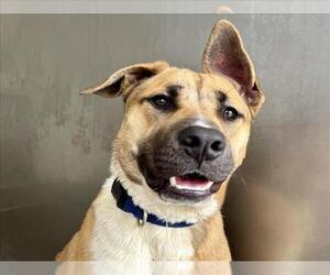 American Pit Bull Terrier-German Shepherd Dog Mix Dogs for adoption in San Bernardino, CA, USA