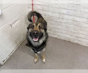 German Shepherd Dog Dogs for adoption in San Bernardino, CA, USA