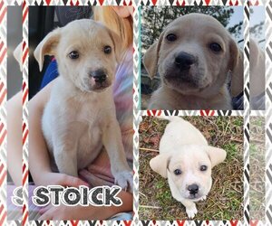 Borador Dogs for adoption in Blacksburg, SC, USA