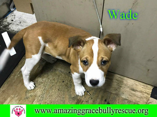 Bulloxer Dogs for adoption in Pensacola, FL, USA