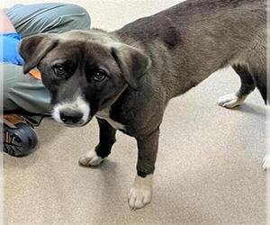 Akita-Unknown Mix Dogs for adoption in Newton, NC, USA