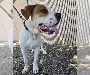 Chinese Shar-Pei-Unknown Mix Dogs for adoption in Palmetto, FL, USA