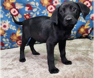 Labrador Retriever-Unknown Mix Dogs for adoption in Wetumpka, AL, USA
