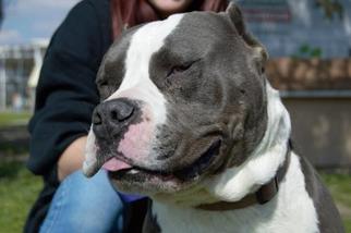 Staffordshire Bull Terrier Dogs for adoption in Lemoore, CA, USA