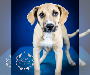 Black Mouth Cur-Unknown Mix Dogs for adoption in Tupelo, MS, USA