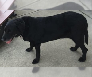 Labrador Retriever Dogs for adoption in Parma, OH, USA