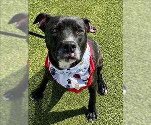 American Pit Bull Terrier Dogs for adoption in Fayetteville, NC, USA