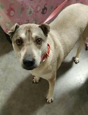 Sharberian Husky Dogs for adoption in Baton Rouge, LA, USA