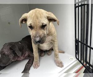 American Pit Bull Terrier-Unknown Mix Dogs for adoption in Houston, TX, USA