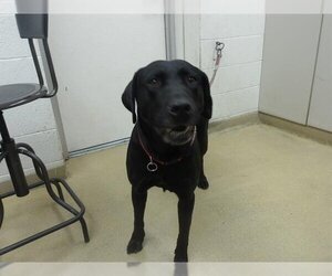 Labrador Retriever Dogs for adoption in Santa Rosa, CA, USA