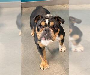 Bulldog Dogs for adoption in San Martin, CA, USA