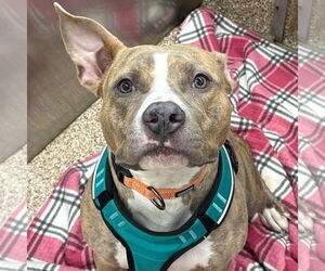 American Pit Bull Terrier-Unknown Mix Dogs for adoption in Martinsburg, WV, USA
