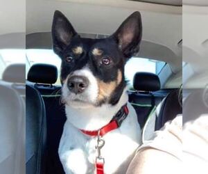 Jack-Rat Terrier Dogs for adoption in byhalia, MS, USA