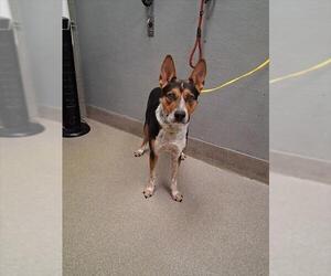 Mutt Dogs for adoption in Las Vegas, NV, USA