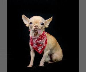 Chihuahua Dogs for adoption in Hot Springs Village, AR, USA