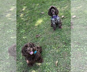 Cocker Spaniel Dogs for adoption in New Albany, OH, USA
