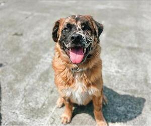 Anatolian Shepherd-Unknown Mix Dogs for adoption in McKinleyville, CA, USA