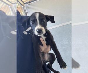 American Pit Bull Terrier Dogs for adoption in Baytown, TX, USA