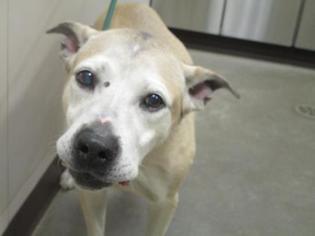 Shih Tzu Dogs for adoption in Colfax, IL, USA
