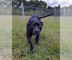 Labrador Retriever-Unknown Mix Dogs for adoption in Forestville, MD, USA