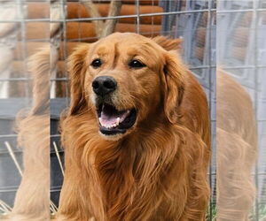 Golden Retriever Dogs for adoption in Bon Carbo, CO, USA