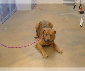 German Shepherd Dog-Unknown Mix Dogs for adoption in Sacramento, CA, USA
