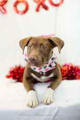 Small Labrador Retriever Mix