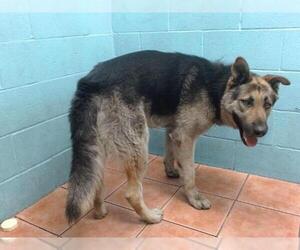 German Shepherd Dog Dogs for adoption in Downey, CA, USA