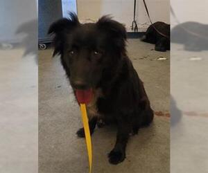 Chow Chow Dogs for adoption in Camarillo, CA, USA