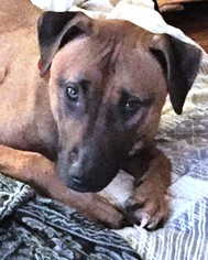 Boxador Dogs for adoption in Germanton, TN, USA