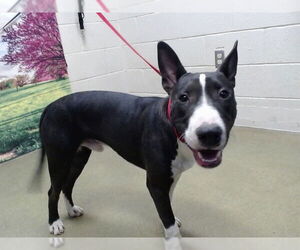 Bull Terrier-Unknown Mix Dogs for adoption in Moreno Valley, CA, USA