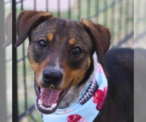 Labrador Retriever-Unknown Mix Dogs for adoption in San Antonio, TX, USA