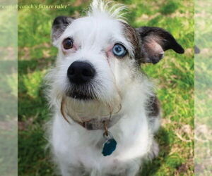 Australian Shepherd-Unknown Mix Dogs for adoption in Canton, CT, USA