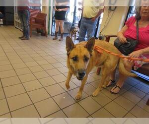 German Shepherd Dog-Unknown Mix Dogs for adoption in Ocala, FL, USA