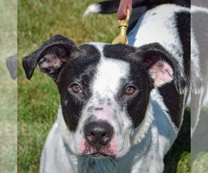 American Staffordshire Terrier-Boxer Mix Dogs for adoption in Huntley, IL, USA