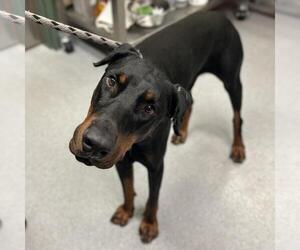 Doberman Pinscher Dogs for adoption in Rancho Cucamonga, CA, USA