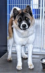 Akita Dogs for adoption in San Jacinto, CA, USA