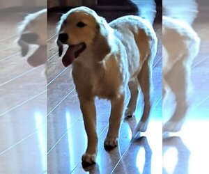 Golden Retriever Dogs for adoption in Vernon, IN, USA