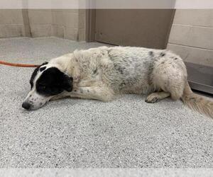Great Pyrenees-Unknown Mix Dogs for adoption in Conroe, TX, USA