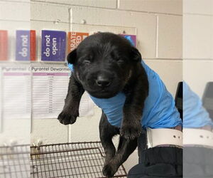 German Shepherd Dog-Unknown Mix Dogs for adoption in San Bernardino, CA, USA